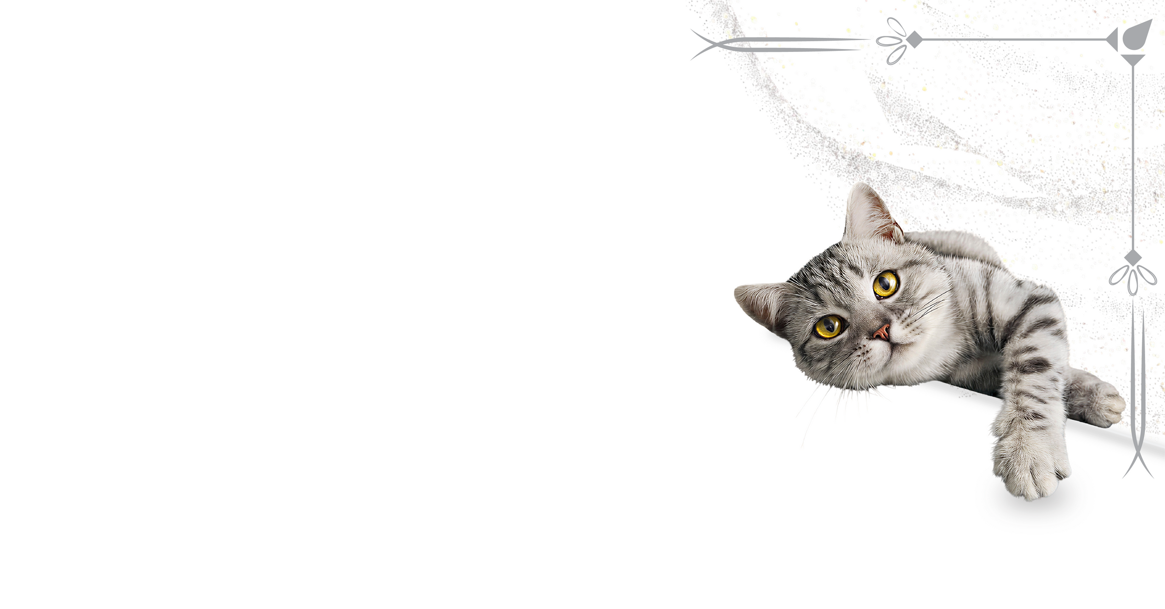 How Much Should You Feed Your Cat?