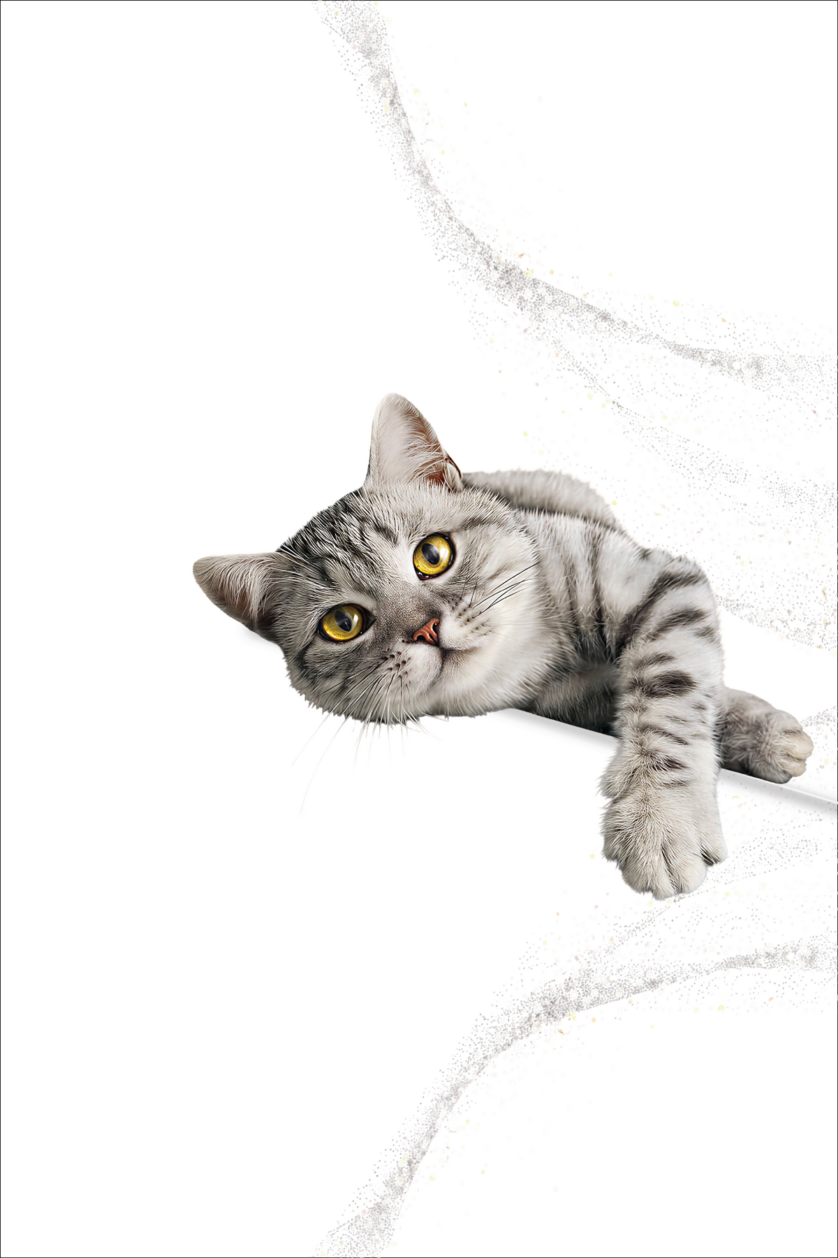 How Much Should You Feed Your Cat?